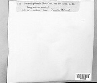 Parmelia pilosella image